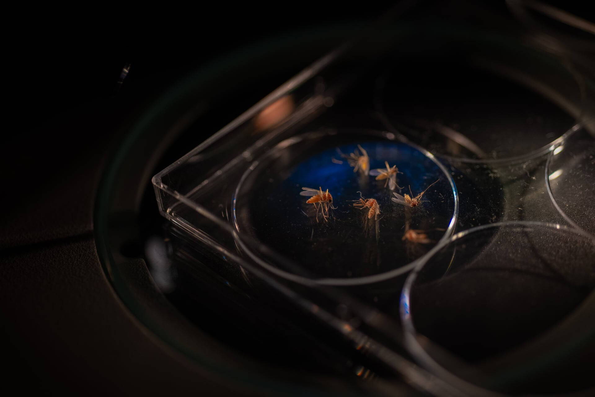 Mosquitos on microscope.